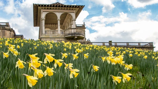 Daffodils at the bottom of the terrace